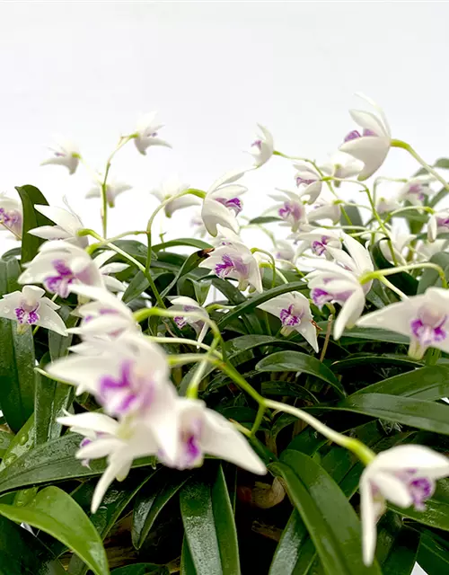 Dendrobium kingianum alba weiß mit roter Lippe (17 cm Topf)