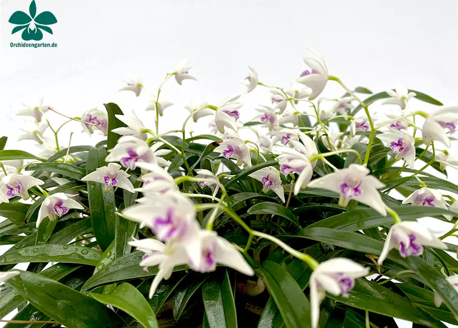 Dendrobium kingianum alba weiß mit roter Lippe (17 cm Topf)