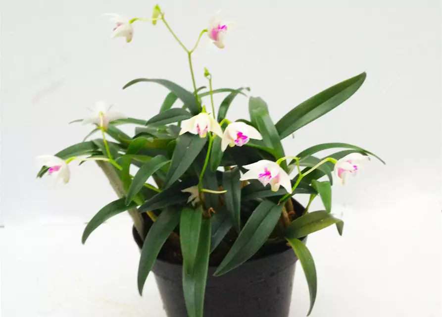 Dendrobium kingianum alba weiß mit roter Lippe (17 cm Topf)