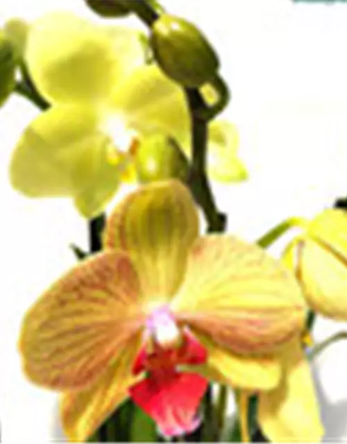 Phalaenopsis Hybride Überraschungsorchidee gelb und ähnliche