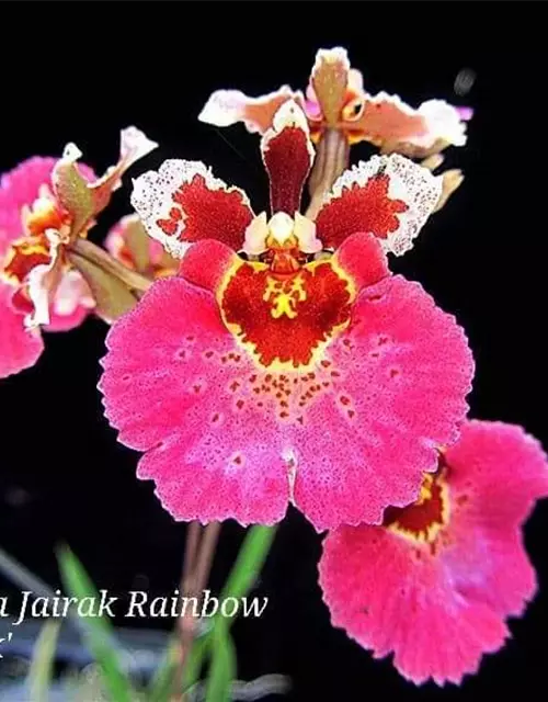 Tolumnia Jairak 'Hot Pink'