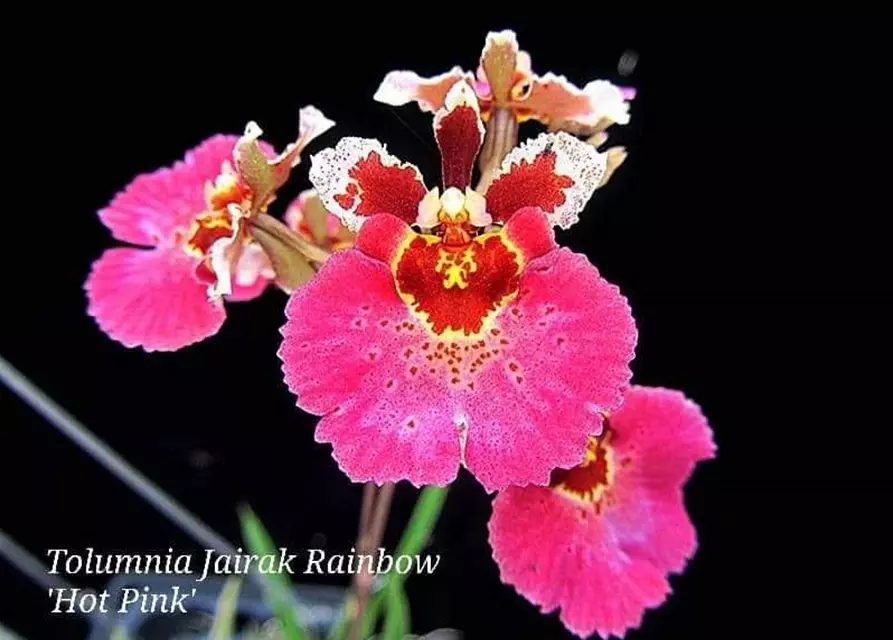 Tolumnia Jairak 'Hot Pink'