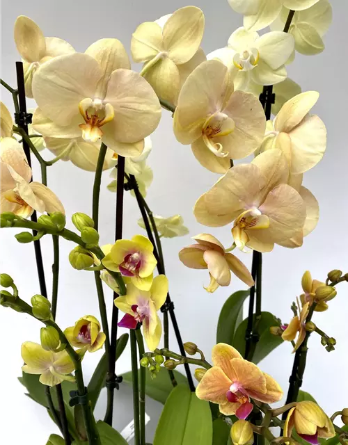 Phalaenopsis Hybride Überraschungsorchidee gelb und ähnliche