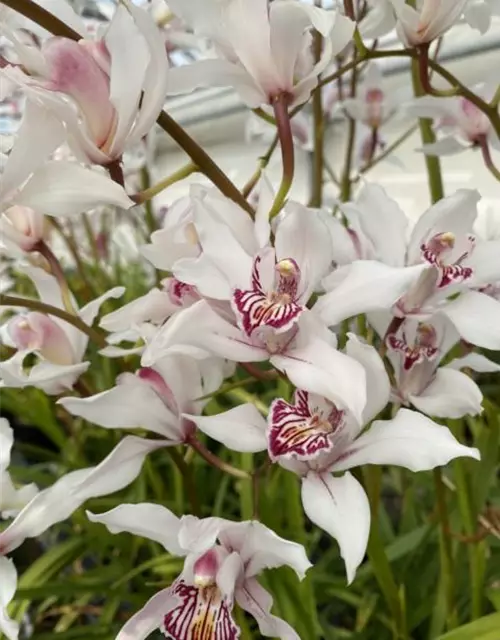 Cymbidium insigne alba x Cymbidium seidenfadenii