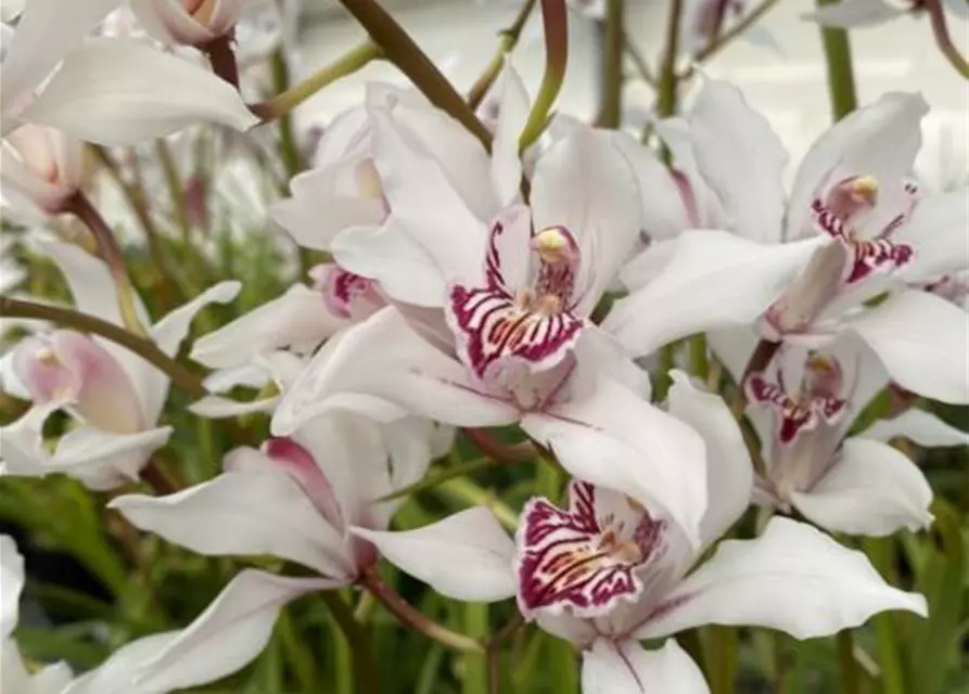 Cymbidium insigne alba x Cymbidium seidenfadenii