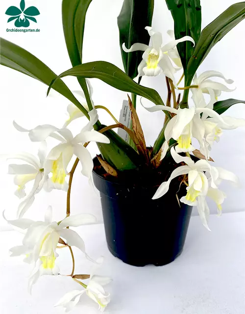 Coelogyne intermedia