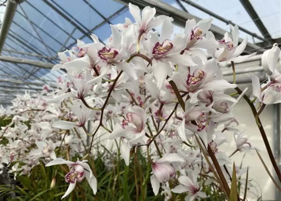 Cymbidium insigne alba x Cymbidium seidenfadenii