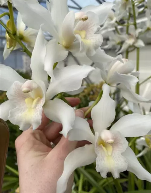 Cymbidium insigne alba x Cymbidium seidenfadenii