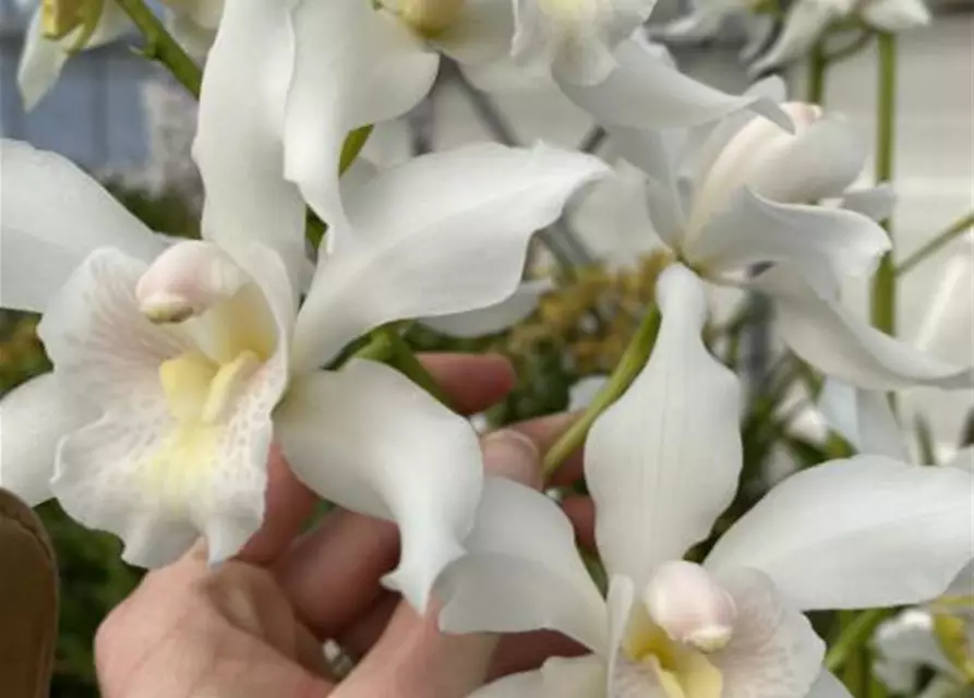 Cymbidium insigne alba x Cymbidium seidenfadenii