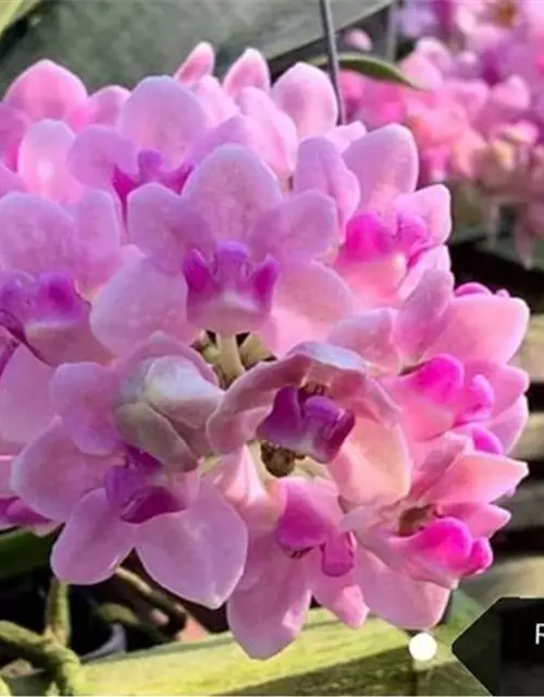 Rhynchostylis gigantea 'Sweet light Pink'