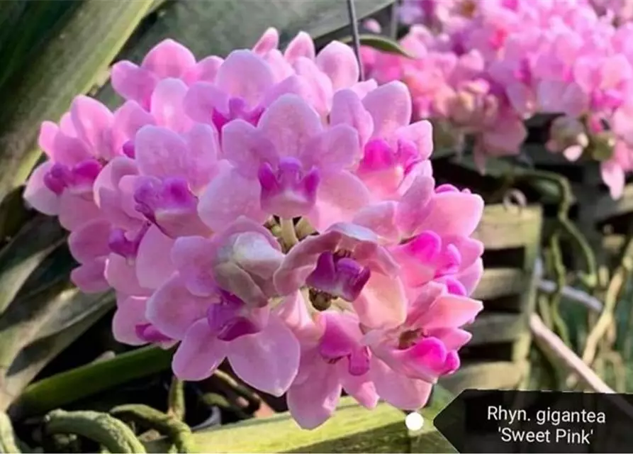 Rhynchostylis gigantea 'Sweet light Pink'