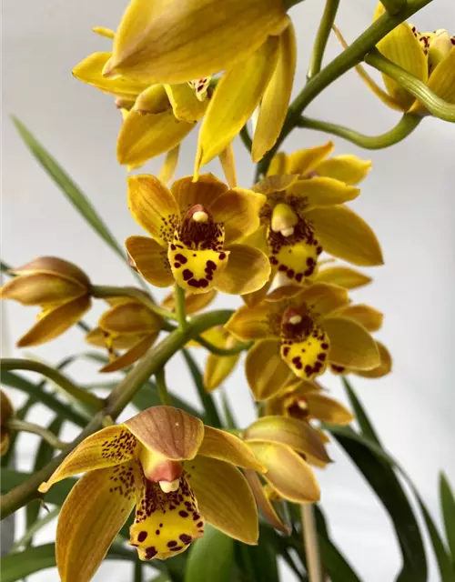 Cymbidium Benjamino Girl