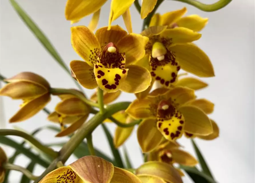 Cymbidium Benjamino Girl