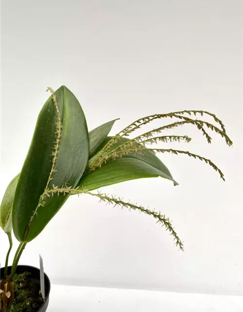 Pleurothallis gelida