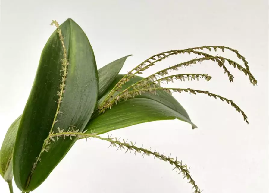 Pleurothallis gelida