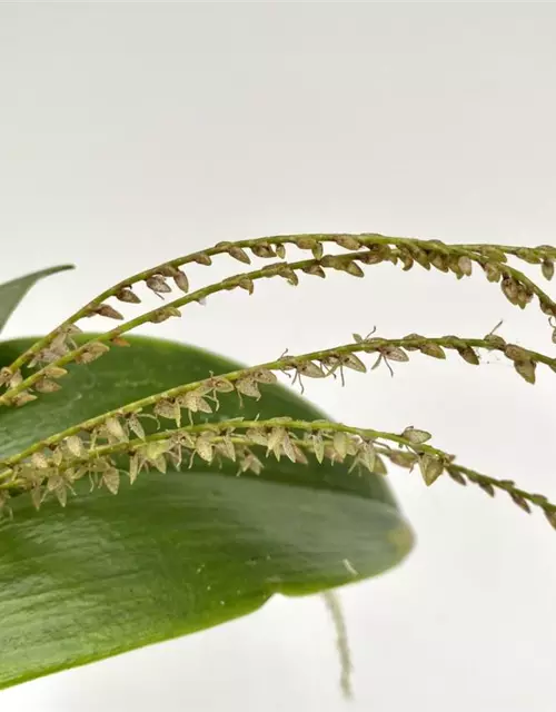 Pleurothallis gelida