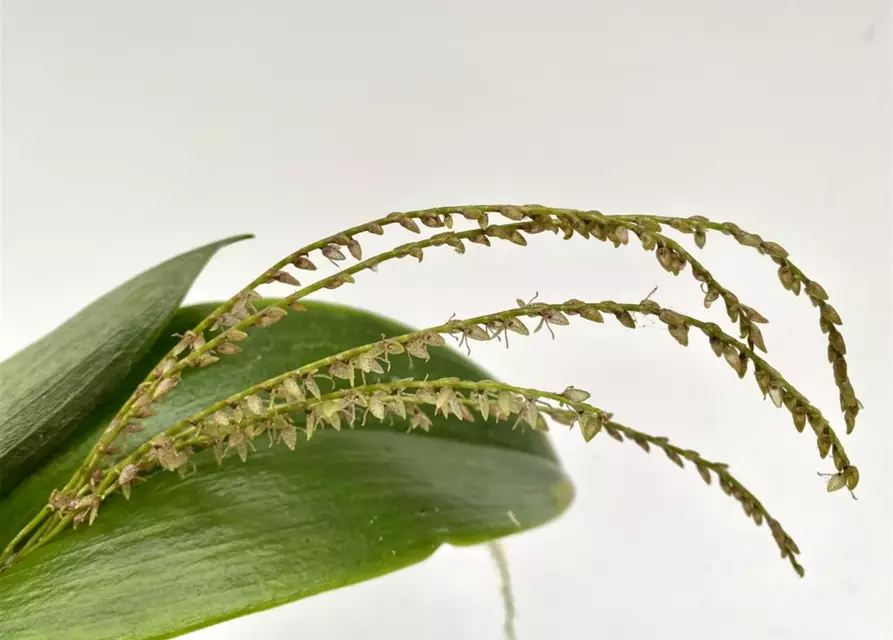 Pleurothallis gelida