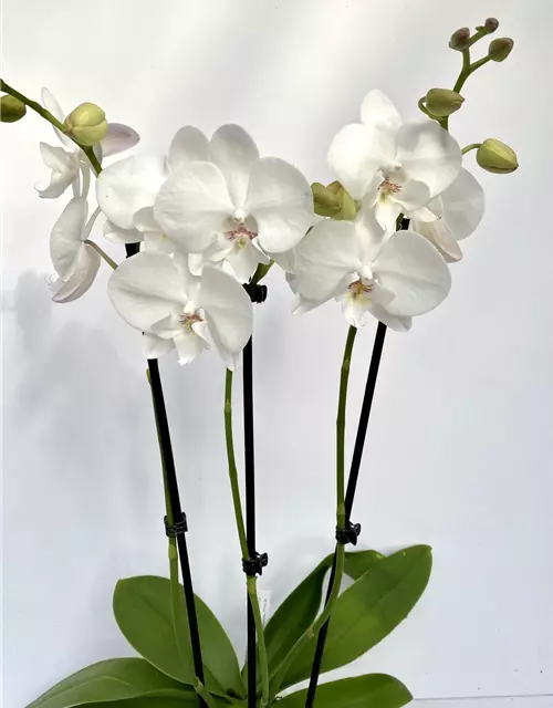 Phalaenopsis Hybride weiß