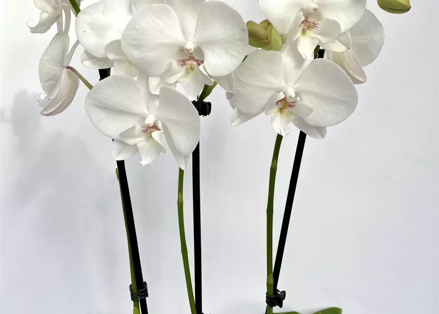 Phalaenopsis Hybride weiß