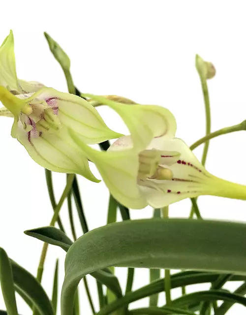 Masdevallia coriacea