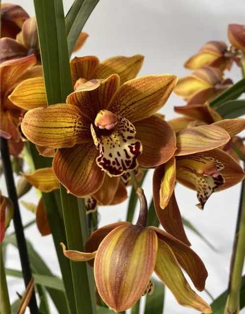 Cymbidium Braun 