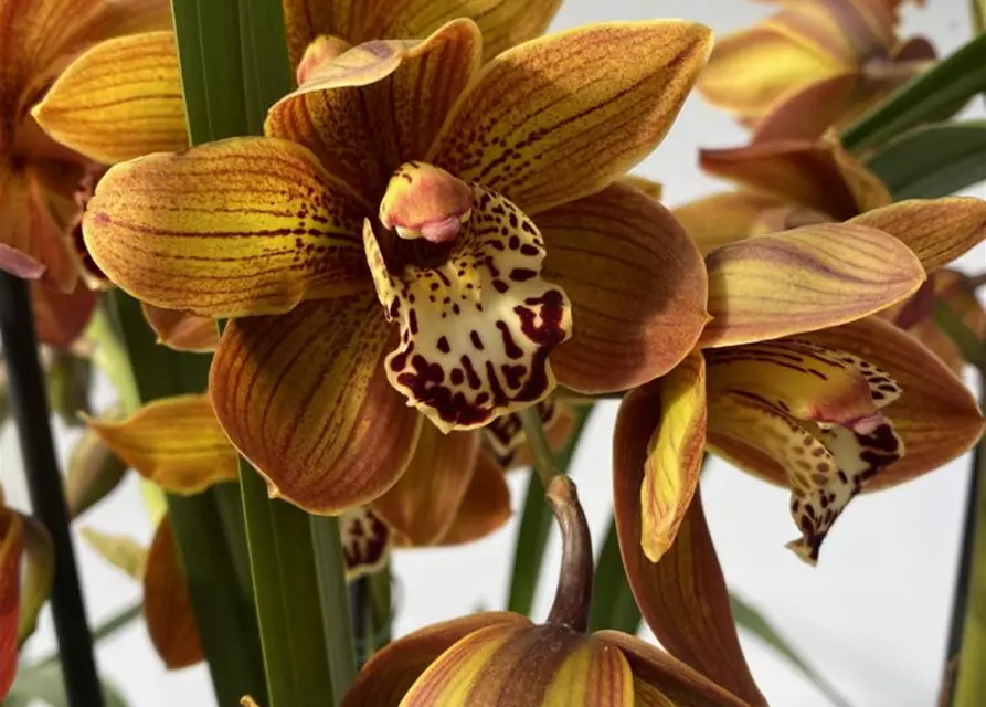 Cymbidium Braun 