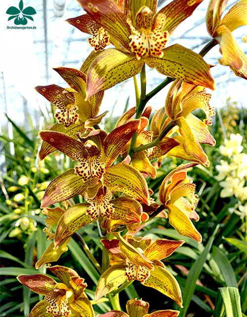 Cymbidium Jungle Girl