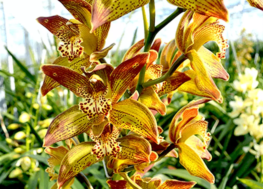 Cymbidium Jungle Girl