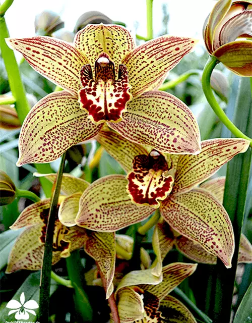 Cymbidium Jungle Girl