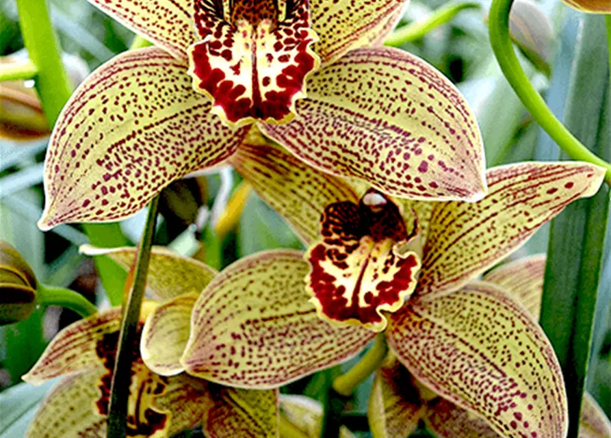 Cymbidium Jungle Girl