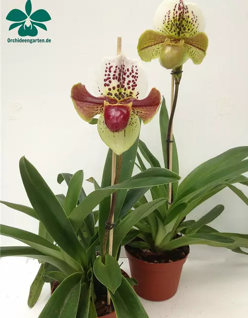 Paphiopedilum Hybride