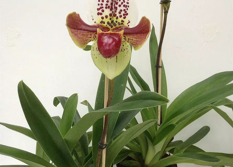 Paphiopedilum Hybride