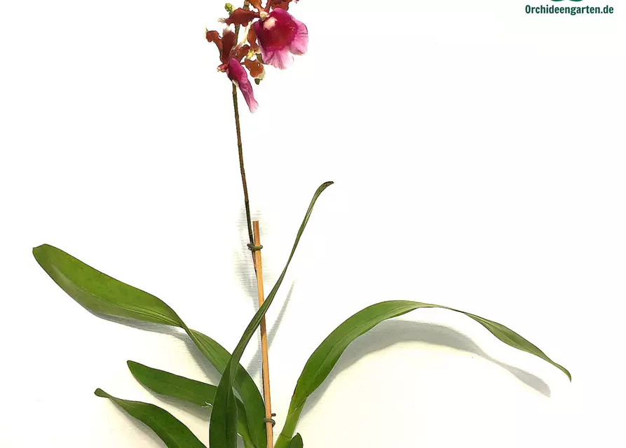 Oncidium fuscatum (Miltonia warscewiczii)