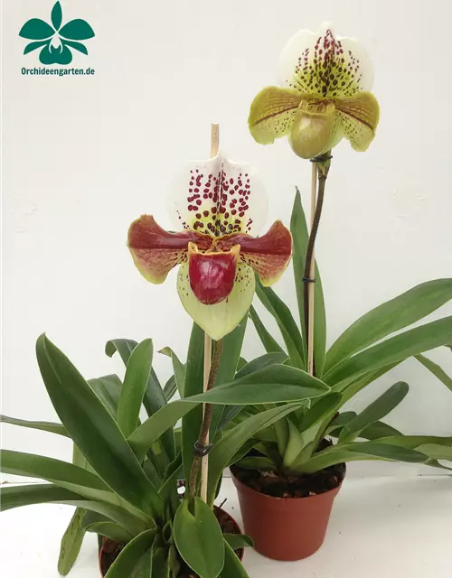 Paphiopedilum Hybride