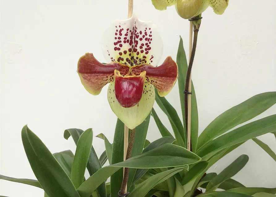 Paphiopedilum Hybride