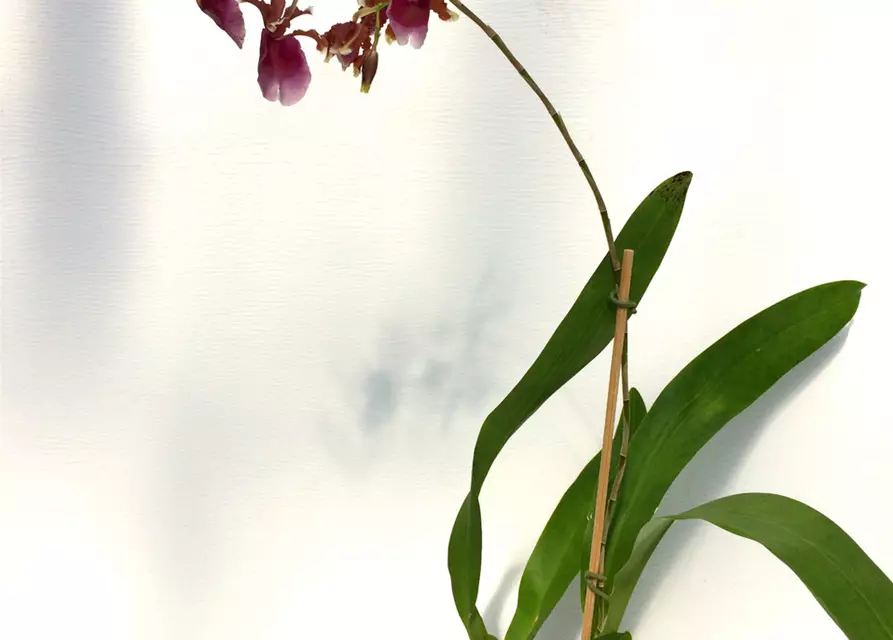 Oncidium fuscatum (Miltonia warscewiczii)