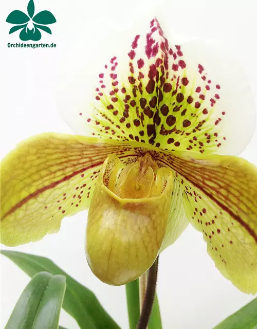 Paphiopedilum Hybride