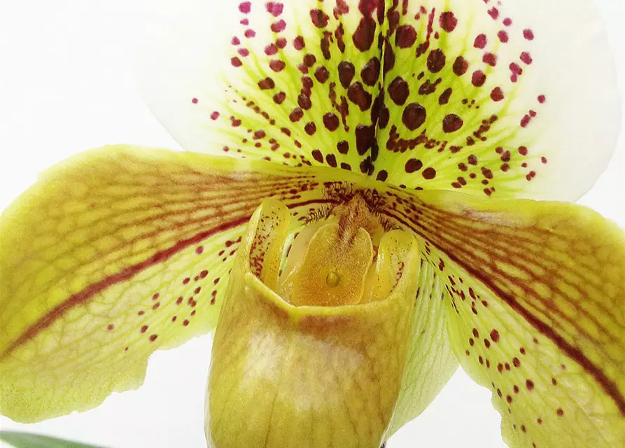 Paphiopedilum Hybride