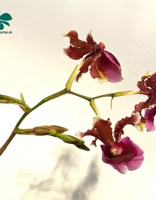 Oncidium fuscatum (Miltonia warscewiczii)