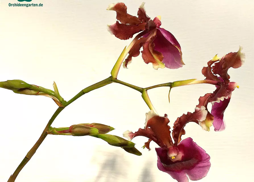 Oncidium fuscatum (Miltonia warscewiczii)