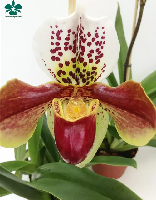 Paphiopedilum Hybride