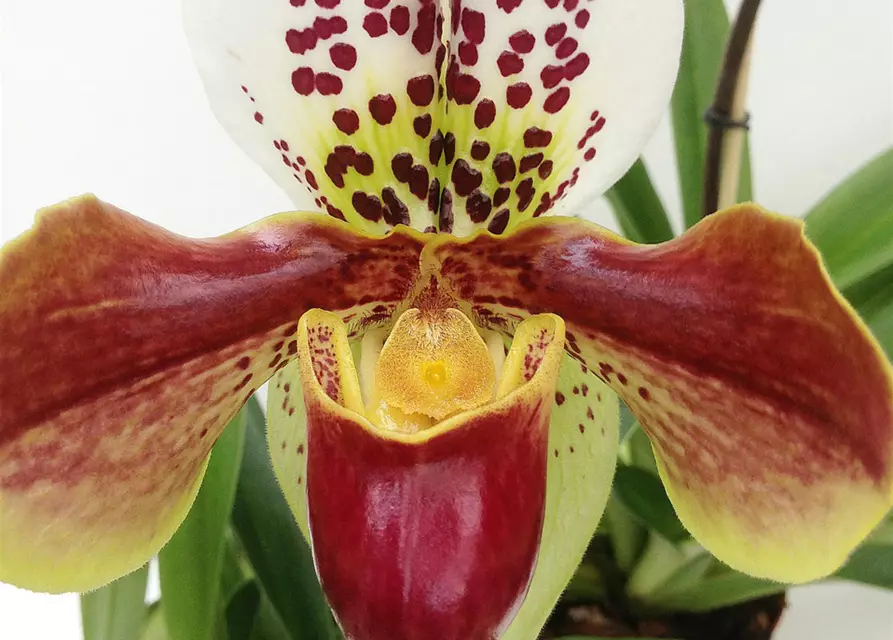 Paphiopedilum Hybride