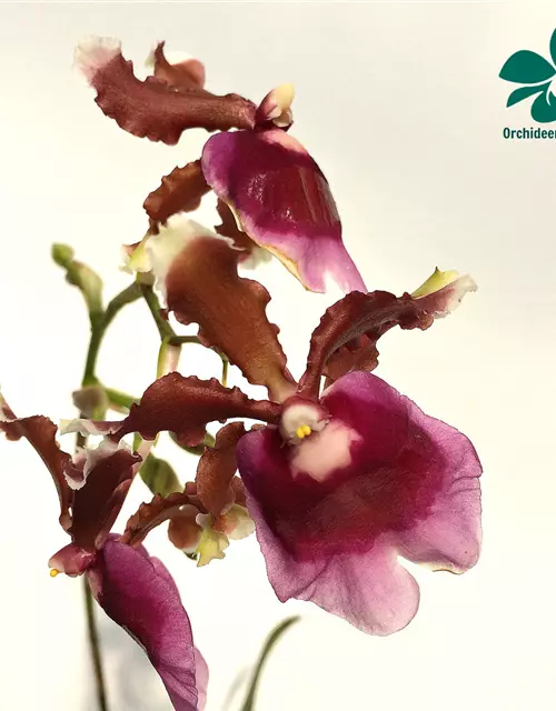 Oncidium fuscatum (Miltonia warscewiczii)