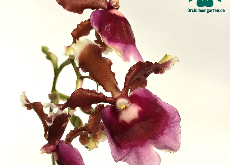 Oncidium fuscatum (Miltonia warscewiczii)