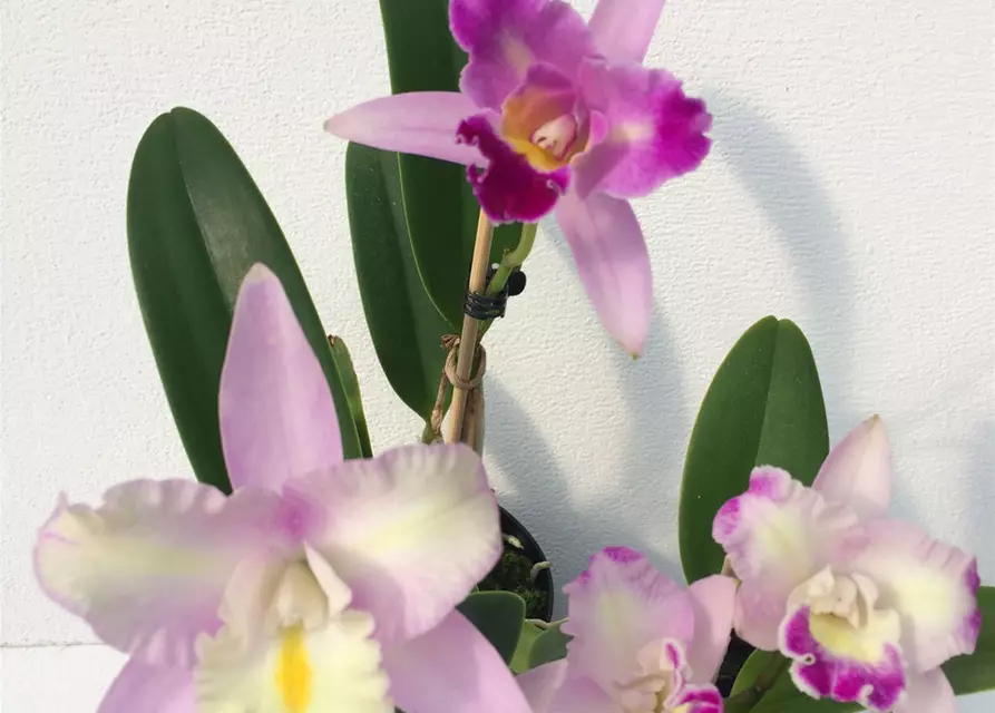 Cattleya Mix kompakt