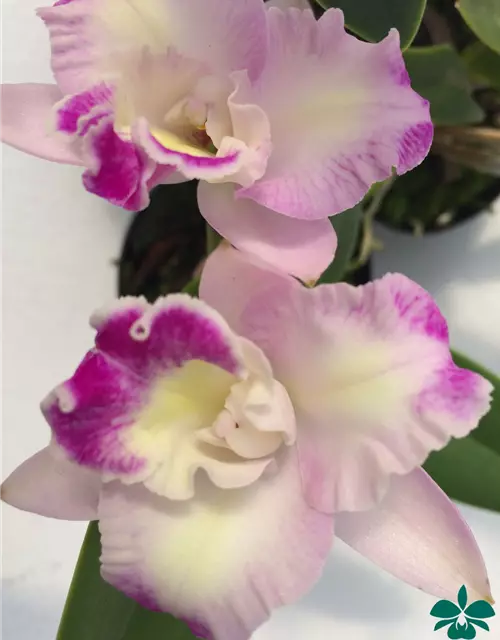 Cattleya Mix kompakt