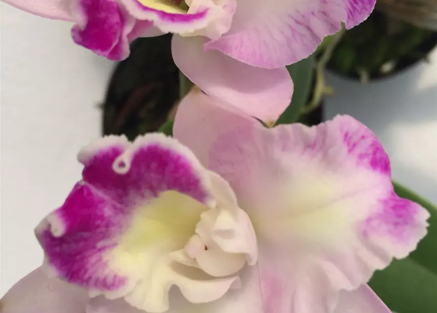 Cattleya Mix kompakt