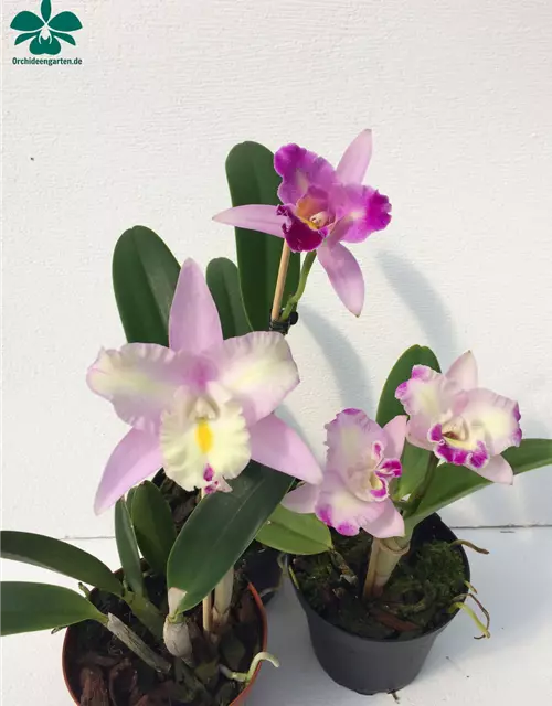 Cattleya Mix kompakt