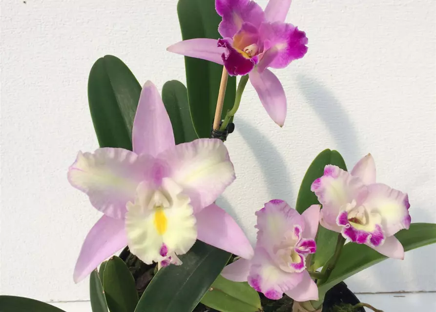 Cattleya Mix kompakt