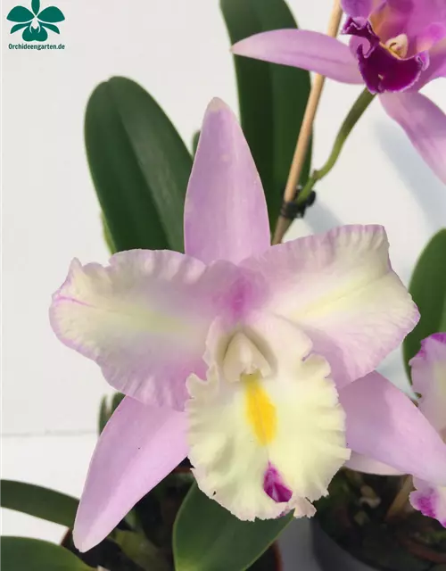 Cattleya Mix kompakt